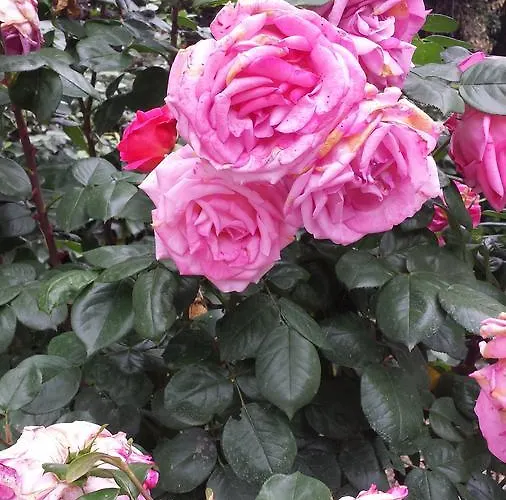 Bed & Breakfast La Corte Di Adelina *